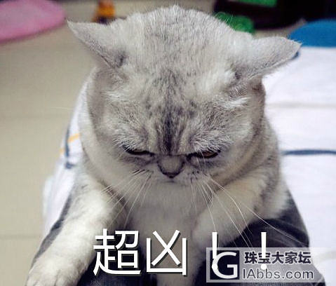 抱歉，该主题仅楼主自己可见_猫