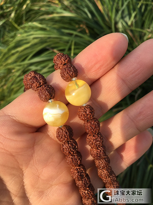 我的小金刚_菩提子