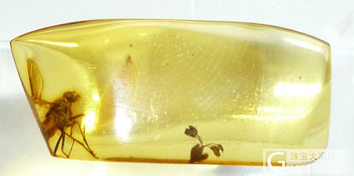 仔细看！亿万年前的生物！虫子！_虫珀