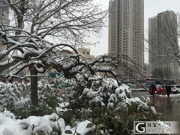 白雪却嫌春色晚，故穿庭树做飞花(烟台）_摄影闲聊烟台