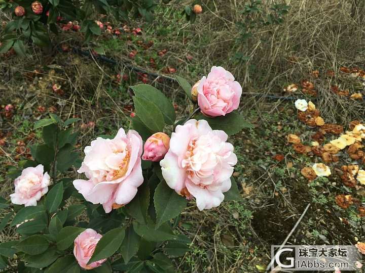 赏茶花_花