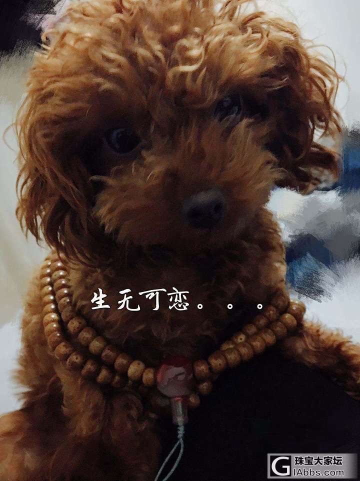 当模特当的好敬业😄_狗