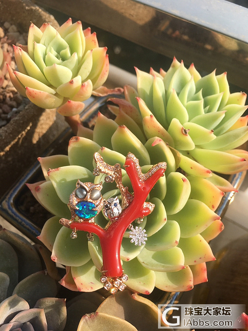 欧泊和动物_设计吊坠猫眼碧玺戒指欧泊