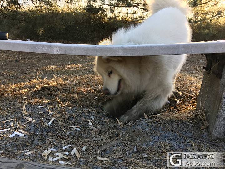 淘少的快乐周末_狗