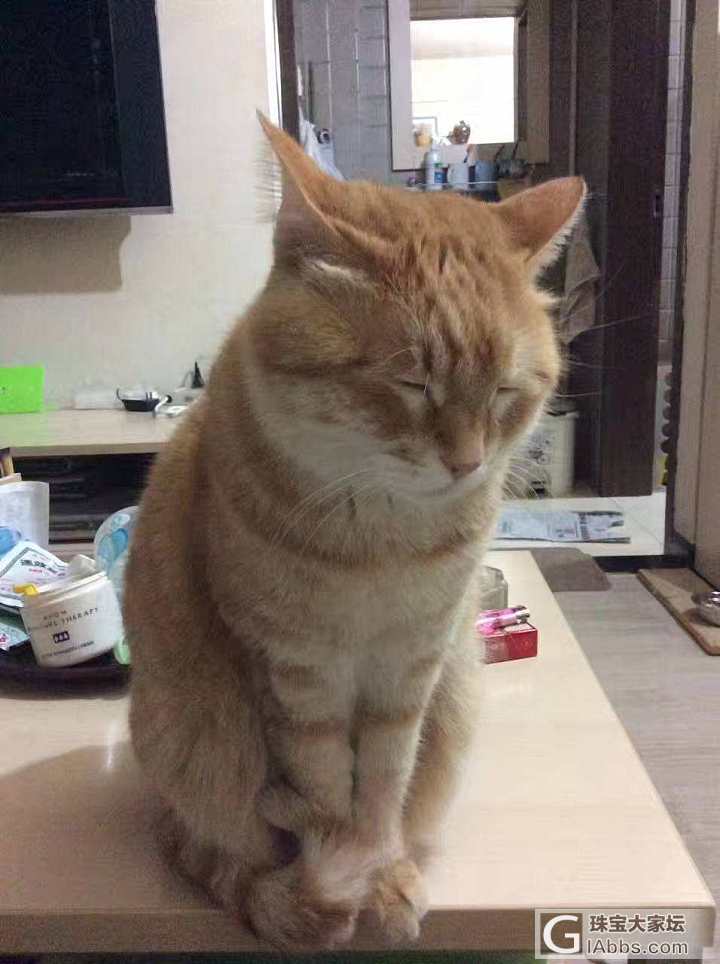 天上的风_猫