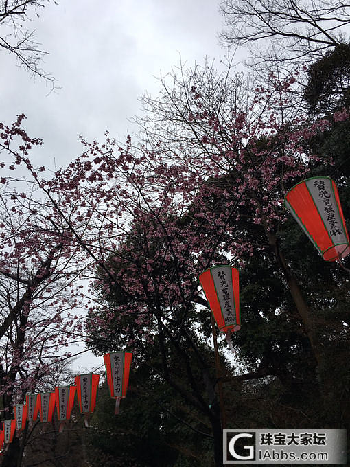 东京🌸_旅游摄影花