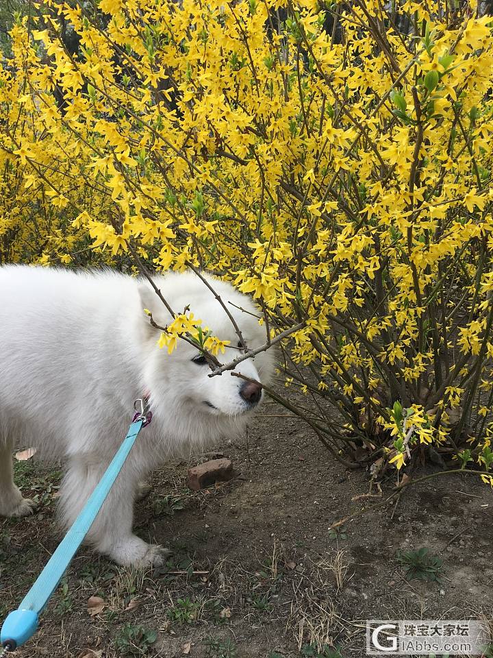 闻香汪_狗