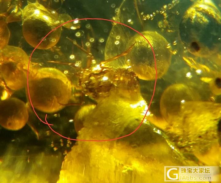 一枚虫珀_虫珀