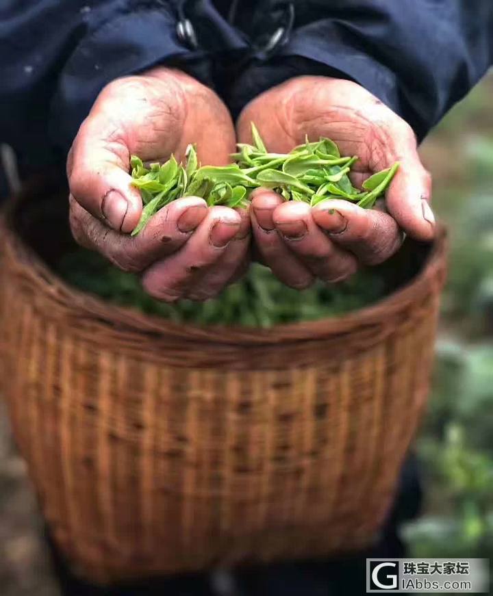 有几个爱品茶呢_茶叶茶道