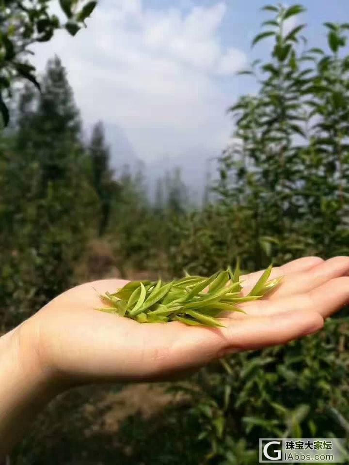 有几个爱品茶呢_茶叶茶道