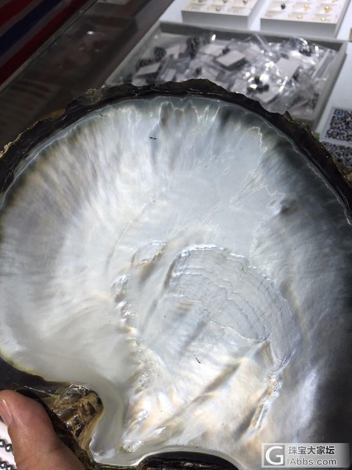 关于大溪地黑珍珠的母贝_海水珍珠珍珠