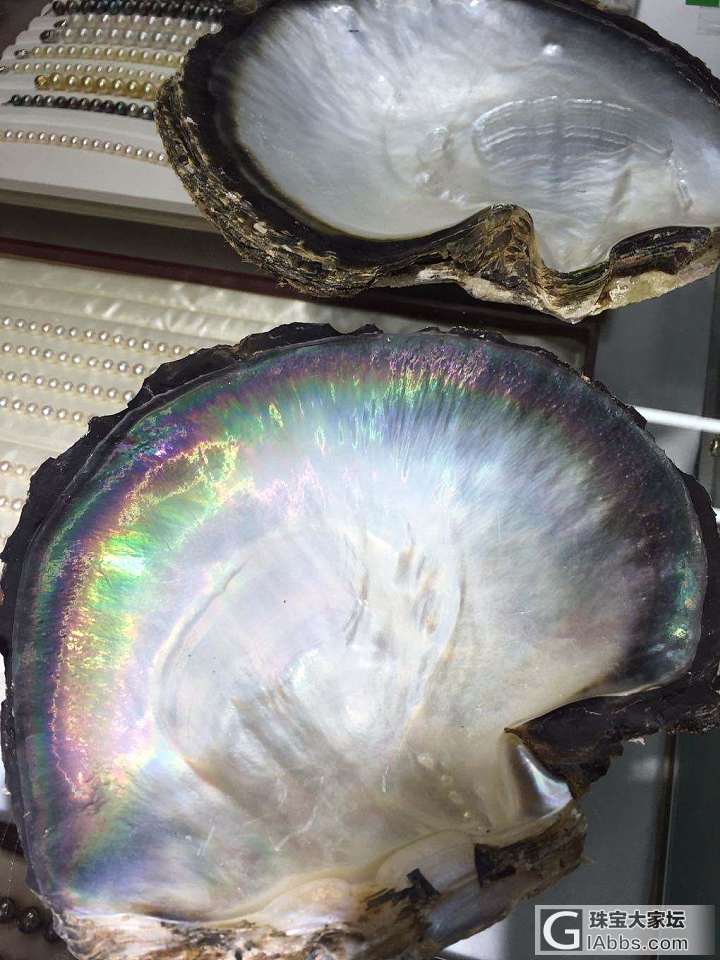 关于大溪地黑珍珠的母贝_海水珍珠珍珠