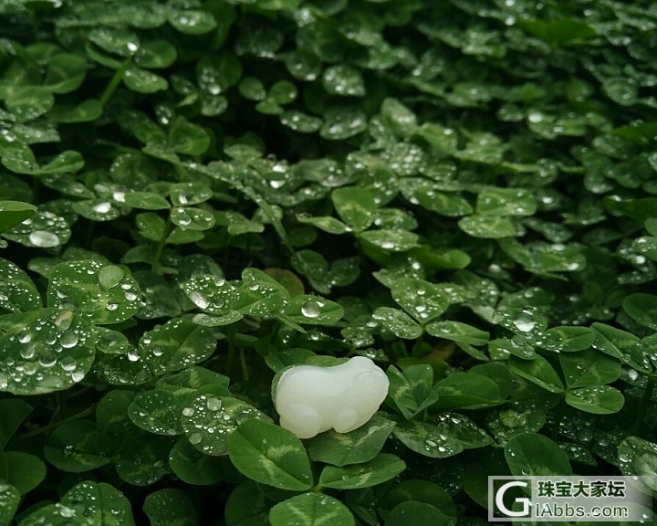 雨后~蛙趣_和田玉摆件