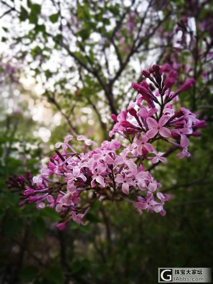 下班路上的美景_花