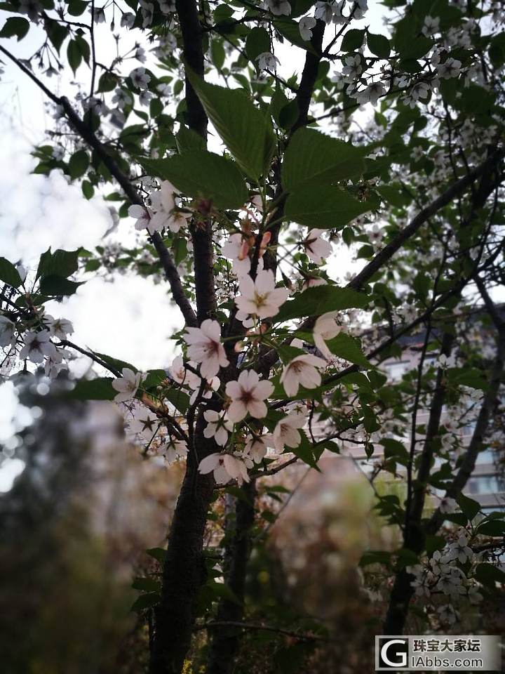 下班路上的美景_花