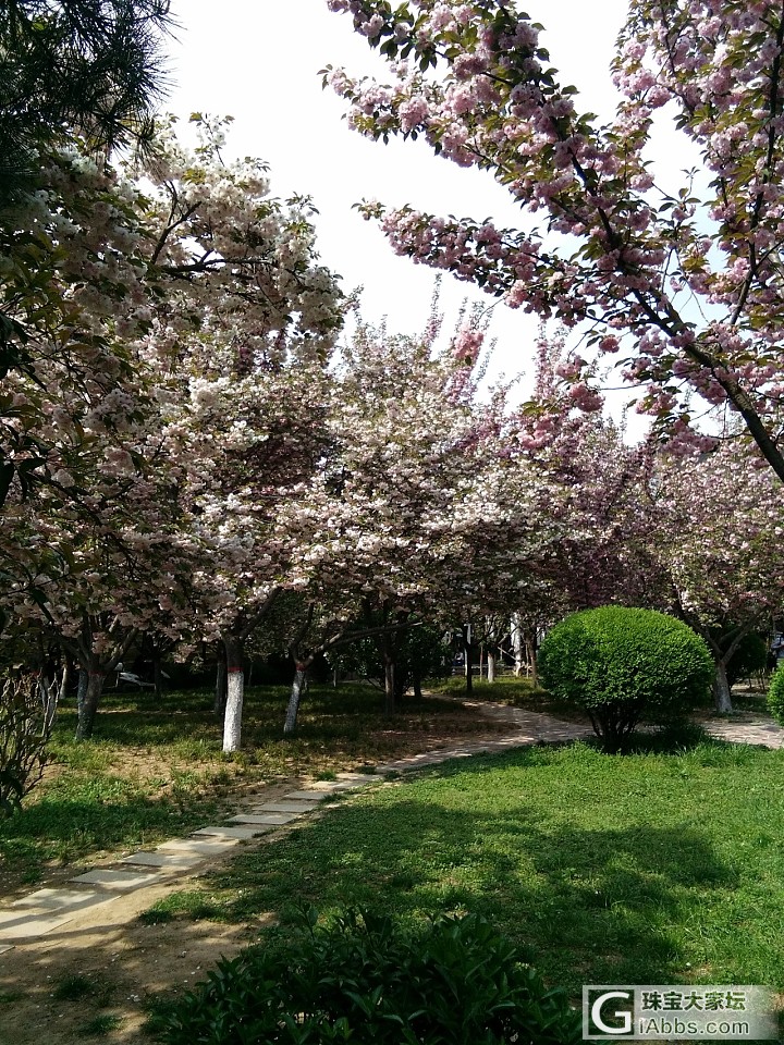 雨季后的樱花_狗花闲聊