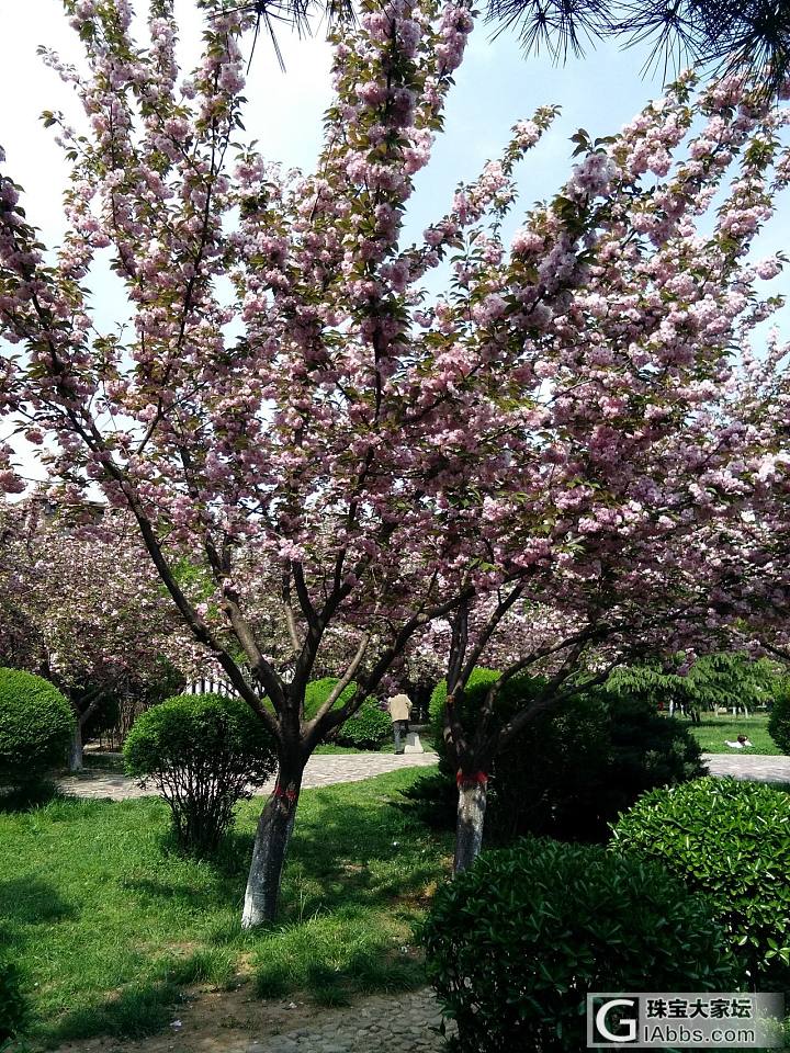 雨季后的樱花_狗花闲聊