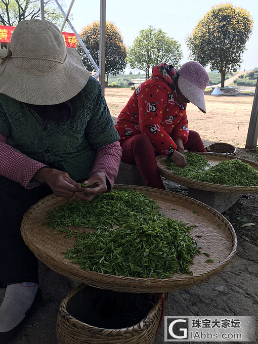 茶山一日_闲聊旅游茶叶