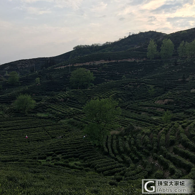 茶山一日_闲聊旅游茶叶