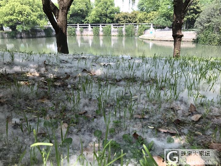 昨天去苏州转了圈，好热啊_旅游苏州和田玉