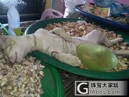 醒醒老板，这蒜多少钱一斤啊~_猫