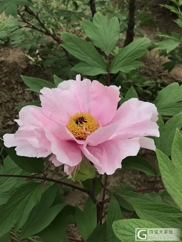 现在植物园超美_花