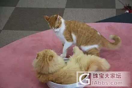 每日一享_猫