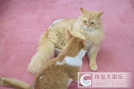 每日一享_猫