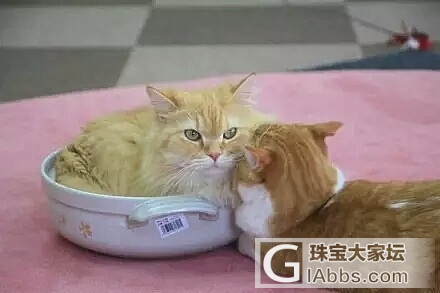 每日一享_猫