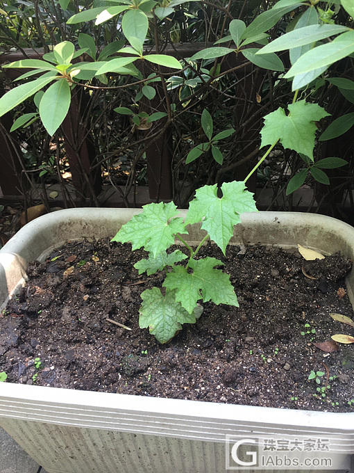 一壶闲茶对春风_茶道植物