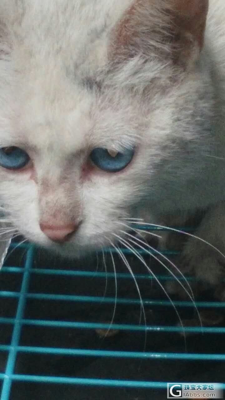 串门发现亲戚家养了一只蓝眼睛的猫。。。_猫