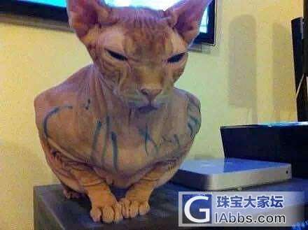 为什么不能让孩子和喵呆在一起?_猫