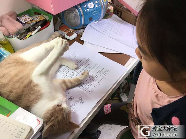 做作业的日常_猫