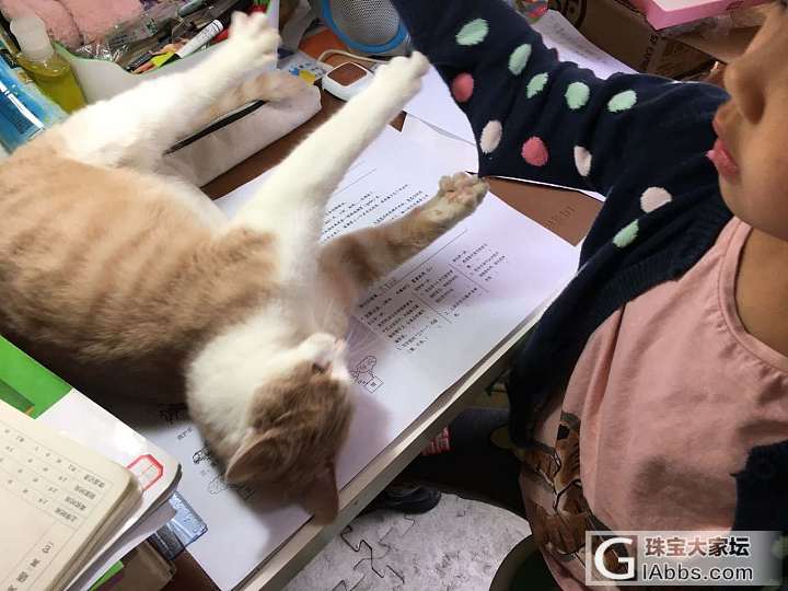 做作业的日常_猫