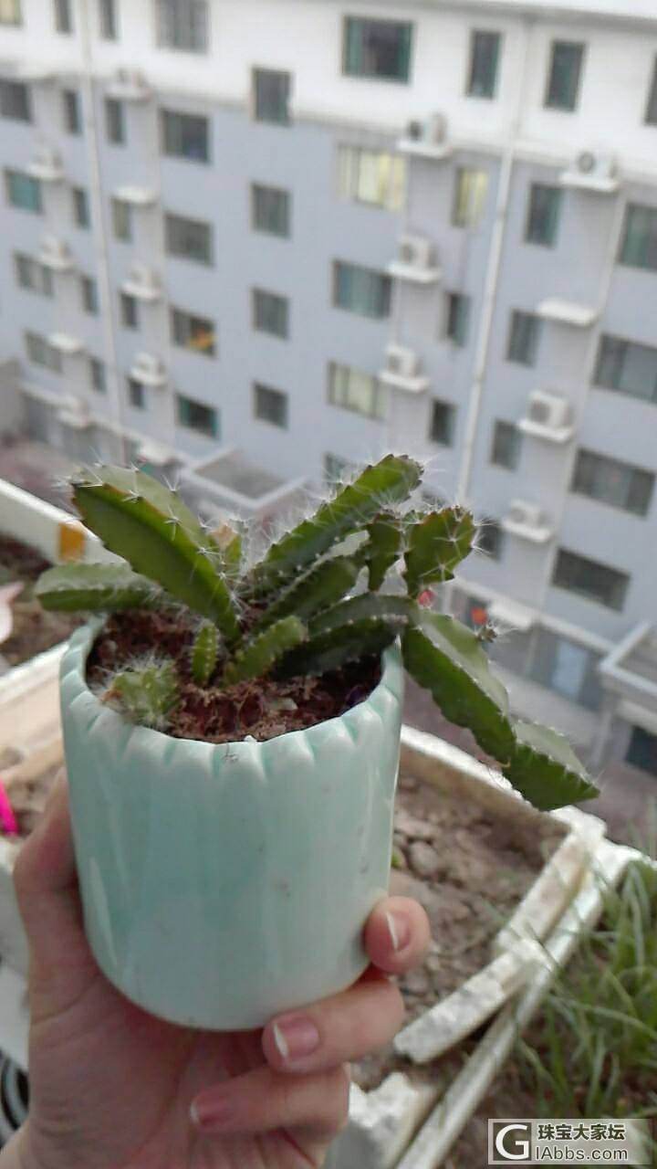 晒植物_多肉