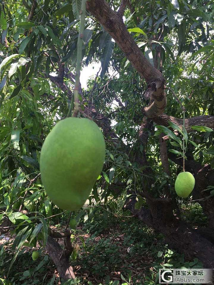 缅甸汗密莫半日游_果园缅甸美食