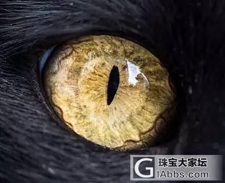 网友经常喂养的流浪喵，有天却带回了一只小猫出现在门口..._猫