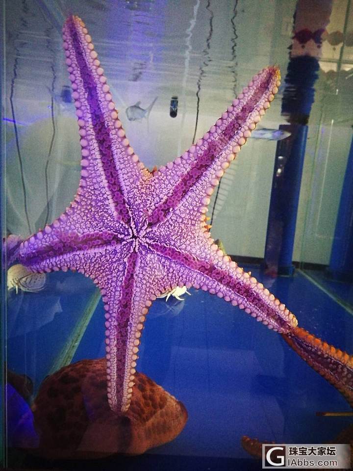 花鸟鱼市_水族类