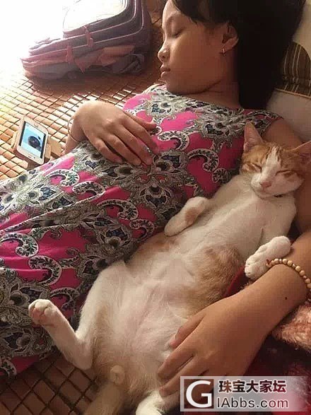 这只猫咪很黏小女主人，经常一起躺床上看手机，看着看着，就..._猫