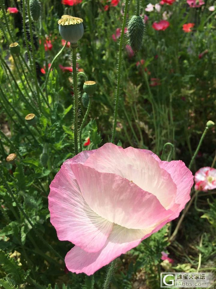 拜水都江堰，问道青城山_花