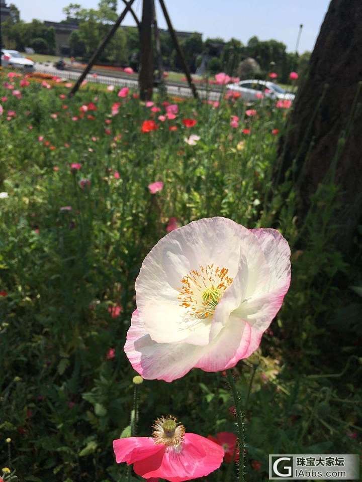 拜水都江堰，问道青城山_花