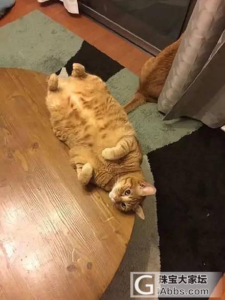 这只猫咪睡在桌子边缘上，却掉不下去，这平衡力让人惊叹..._猫