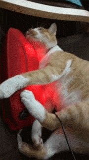 网友母亲节时给妈妈送的一个按摩器，结果被家里的猫看到后..._猫