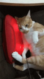 网友母亲节时给妈妈送的一个按摩器，结果被家里的猫看到后..._猫