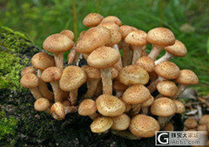 长白山“小黄蘑菇”是生长在长白山落叶松林内的一种野生没有污染的食用菌类，号称“长..._美食