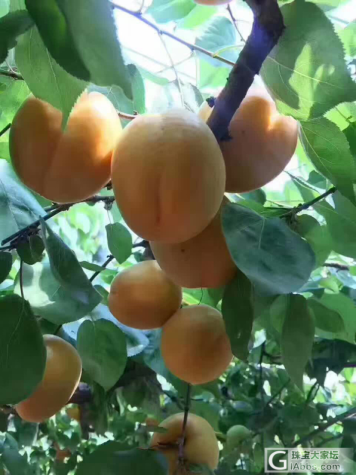家里的大黄杏熟了_美食