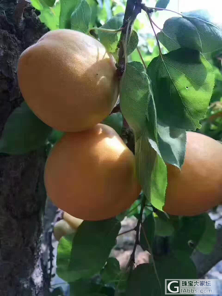 家里的大黄杏熟了_美食