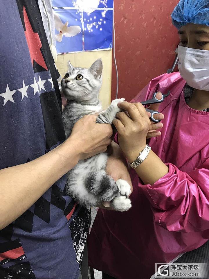 领小喵打疫苗_猫闲聊