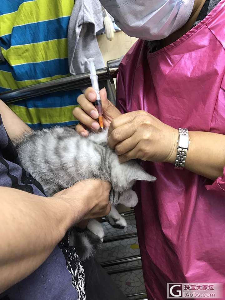 领小喵打疫苗_猫闲聊