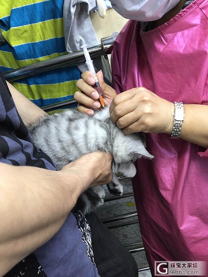 领小喵打疫苗_猫闲聊